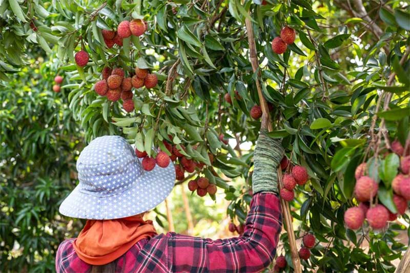 Ingin Kerja Sebagai Pemetik Buah di Selandia Baru, Bagaimana Cara dan Berapa Biayanya?